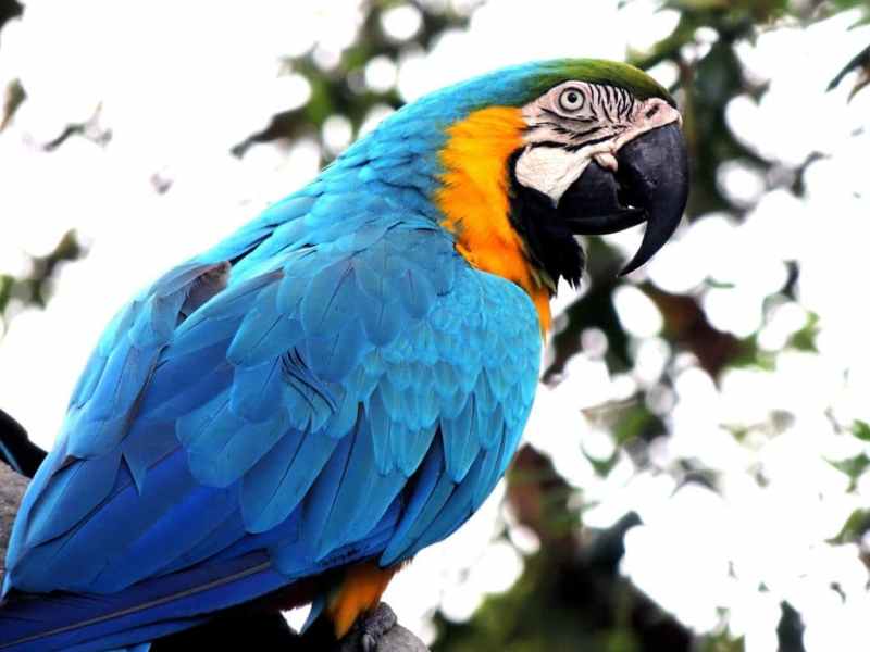 Blue Bird Names Is Great For&nbsp;Boys