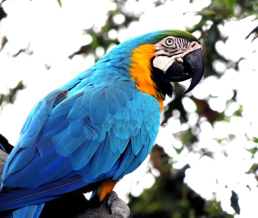 Blue Bird Names